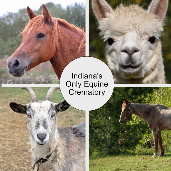 equine-photo