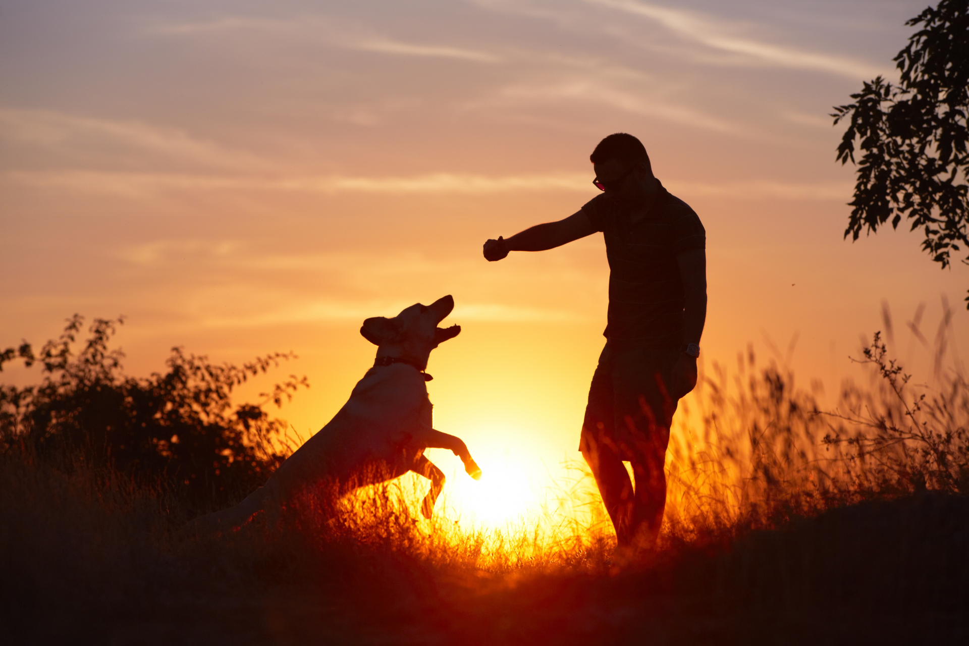 Sunset sales pet crematory
