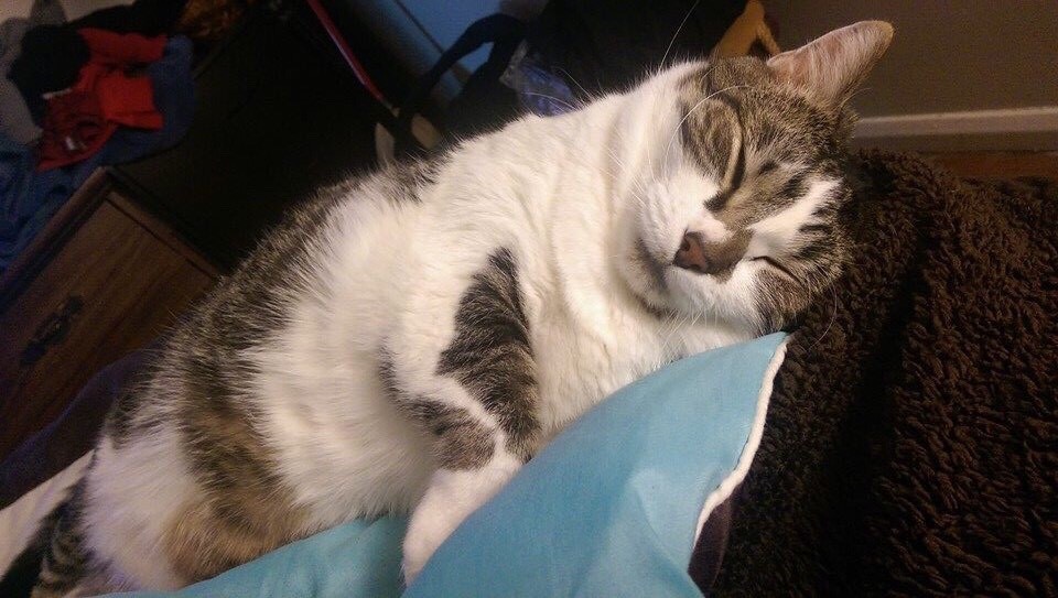 homeward bound pet cremation