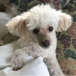 homeward bound pet cremation