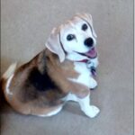 homeward bound pet cremation