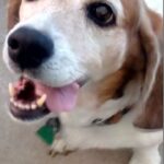 homeward bound pet cremation